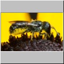 Heriades truncorum - Loecherbiene w08b 6-7mm - OS-Garten det.jpg